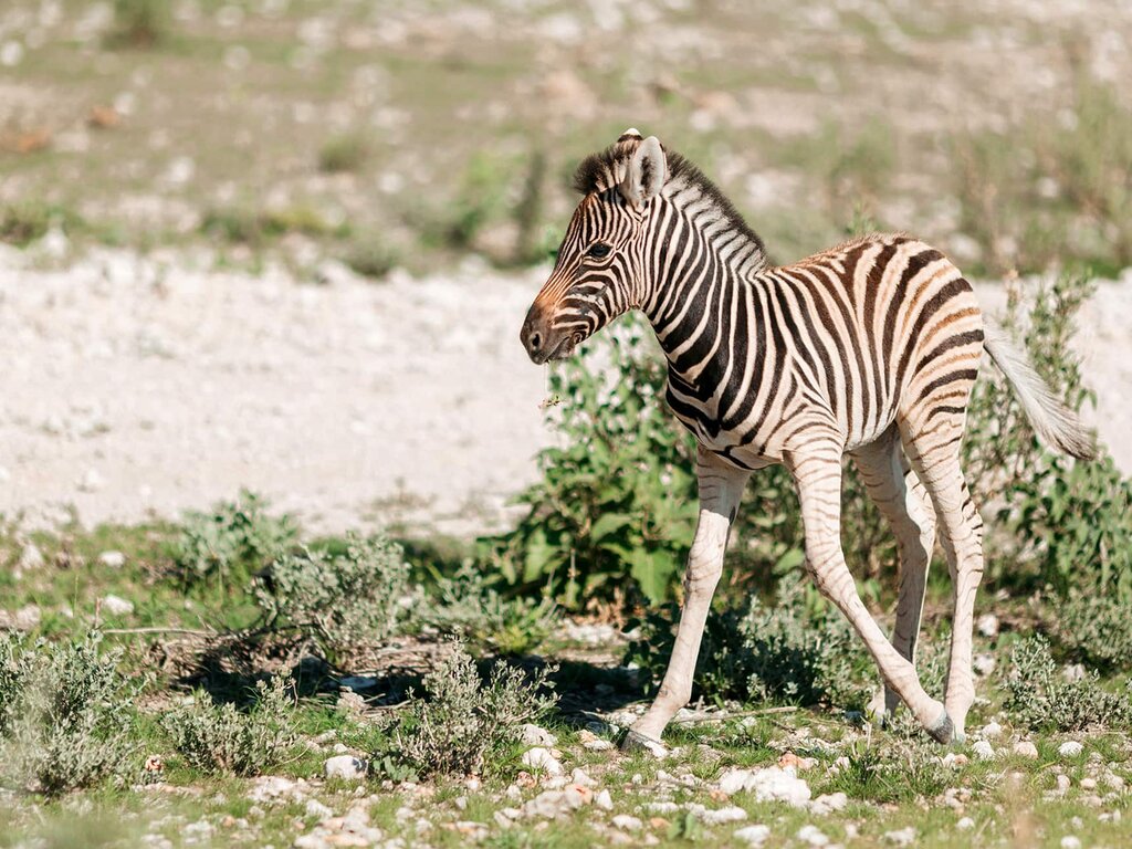 Etosha Safari Camping2Go gallery