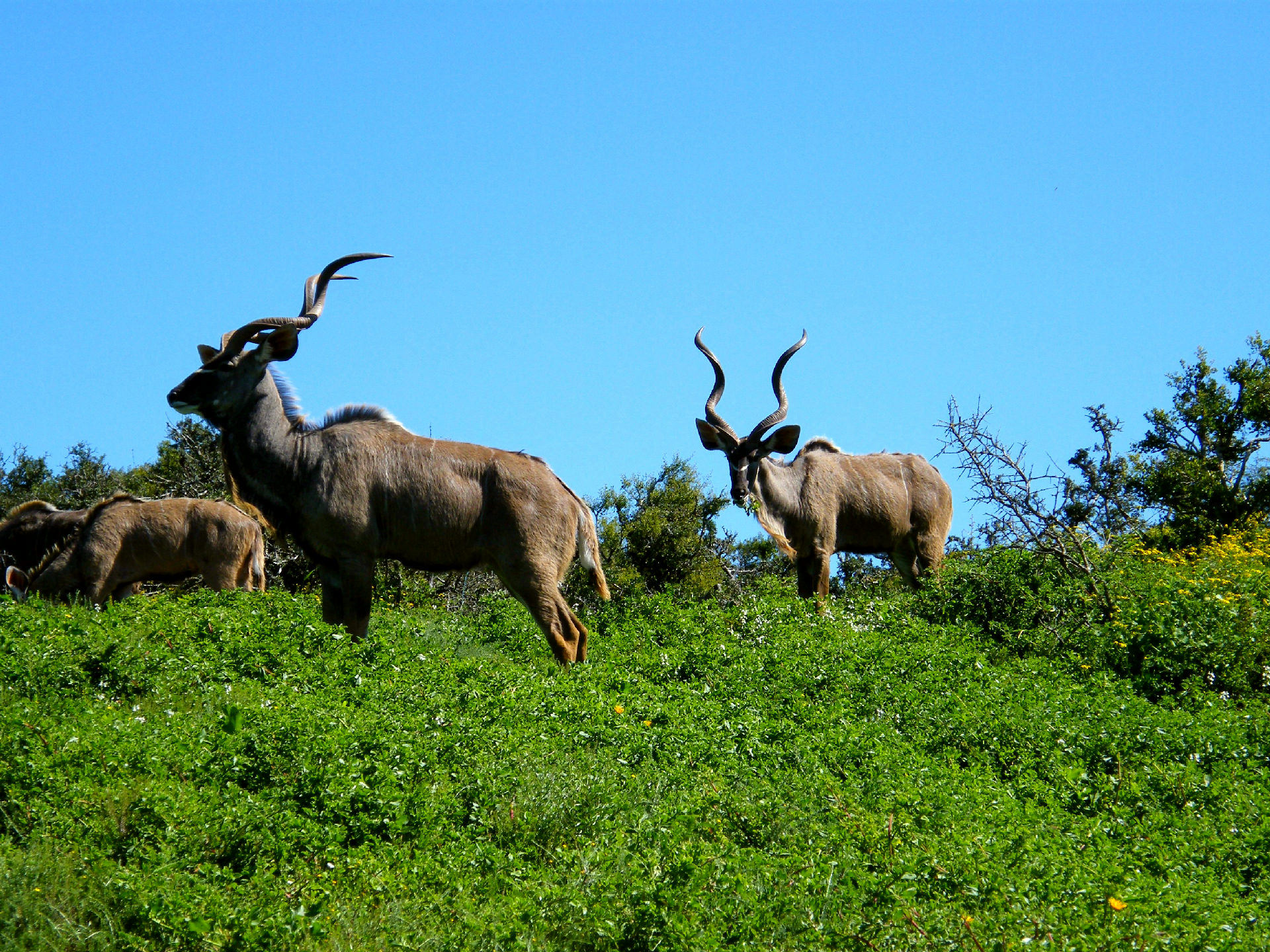 Kudu Ridge Game Lodge gallery