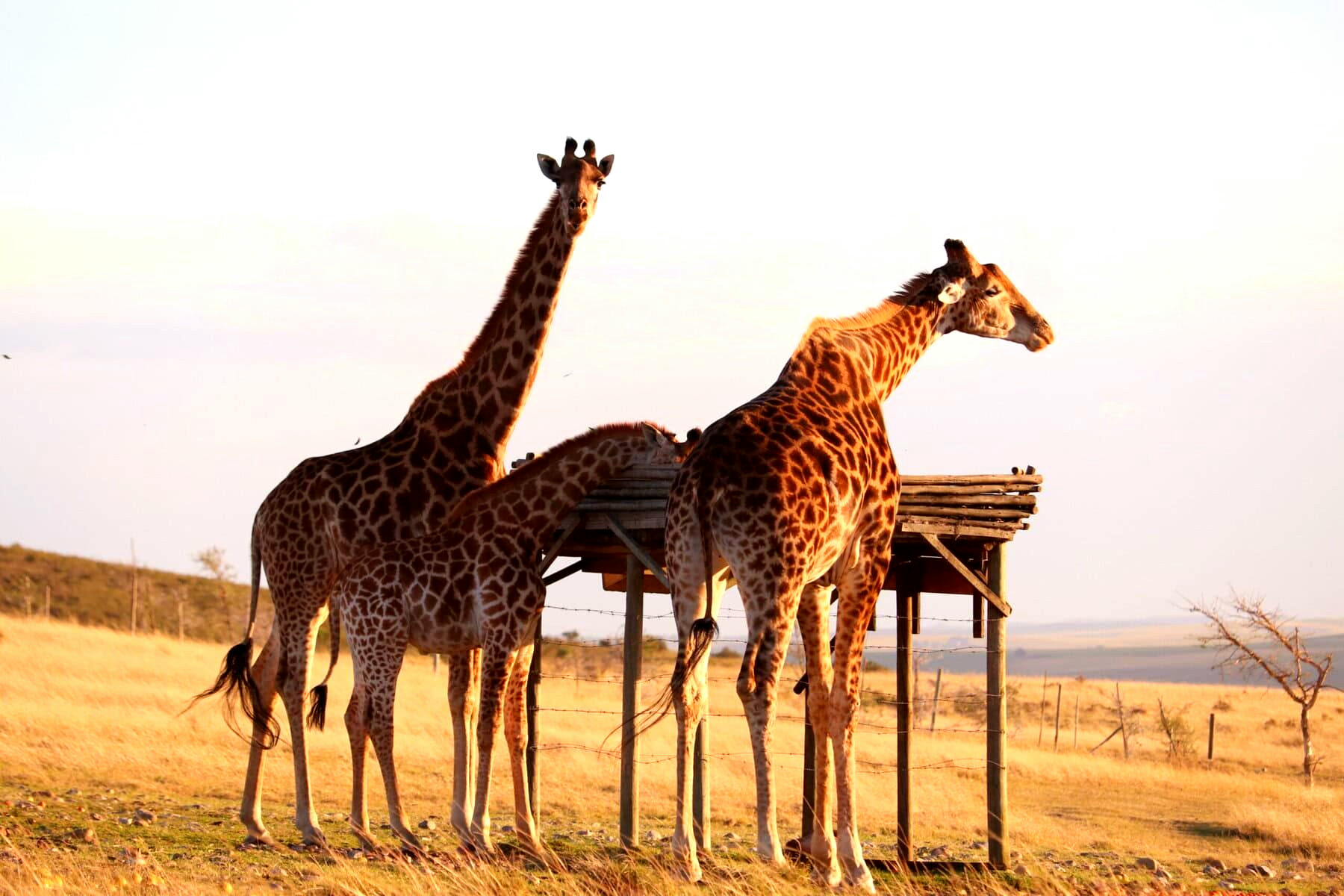 Kwetu Guest Farm gallery