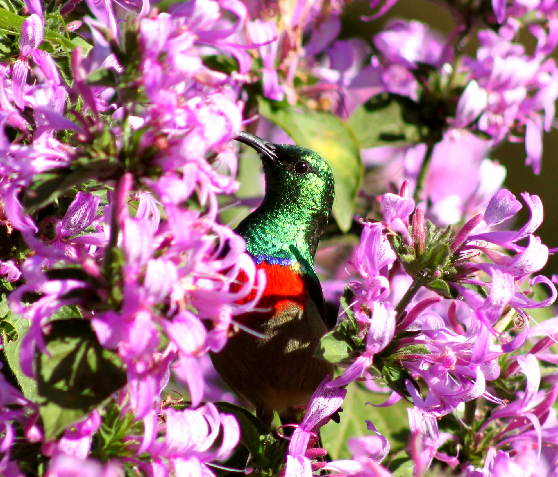 Magoebaskloof Birders' Cottages gallery