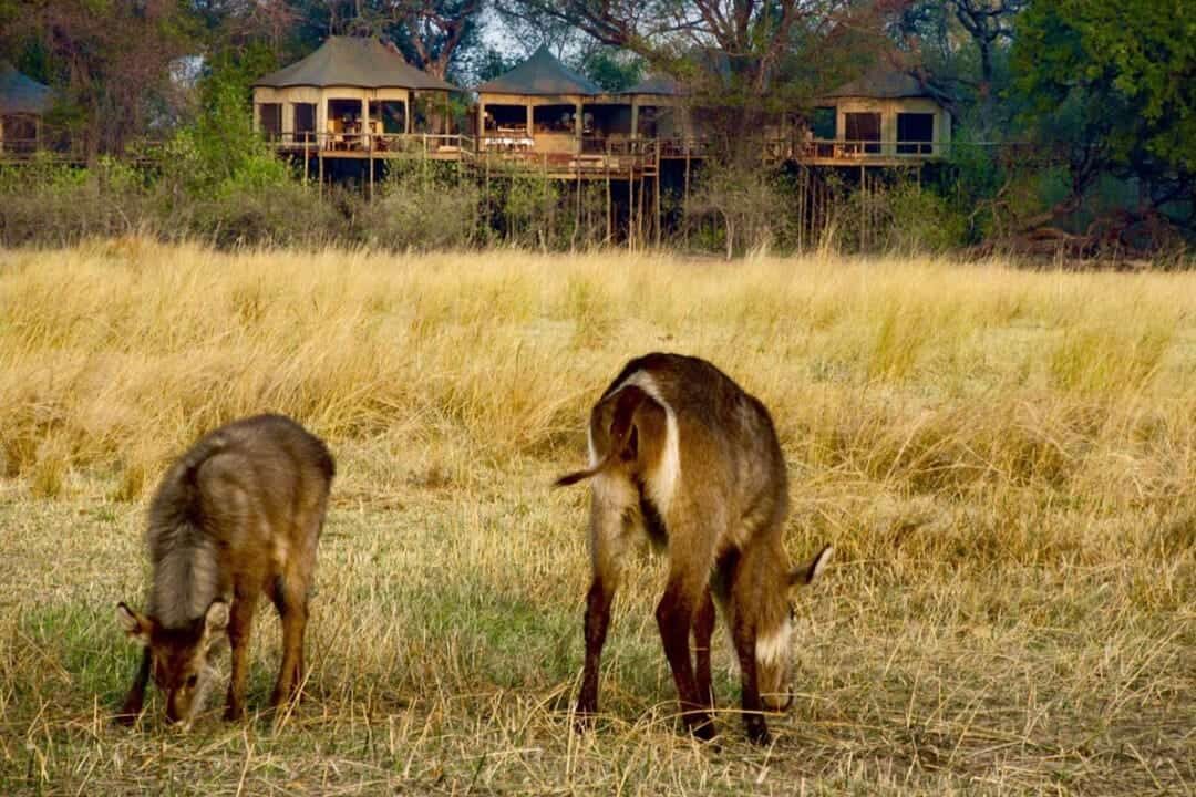 Nambwa Tented Lodge gallery