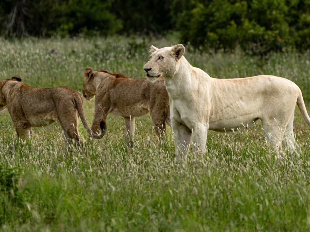 &Beyond Ngala Safari Lodge gallery