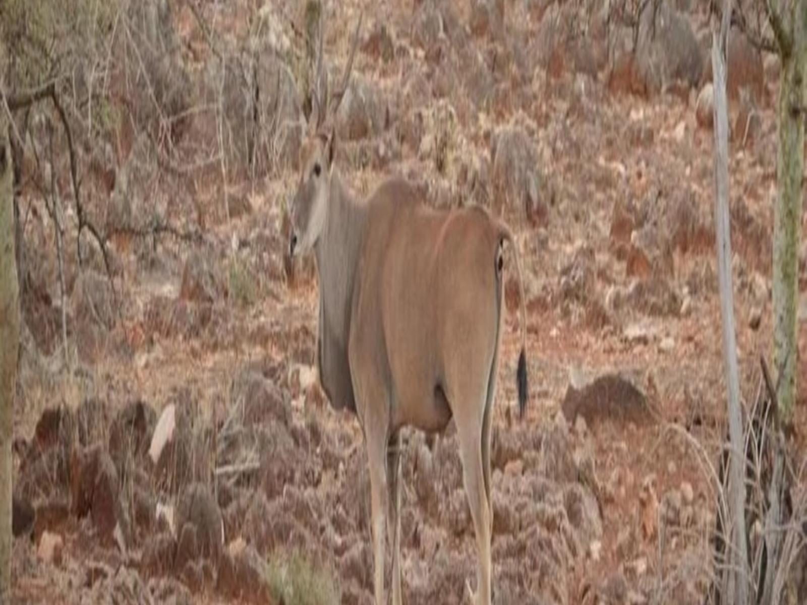 Ohange Namibia Rest Camp gallery