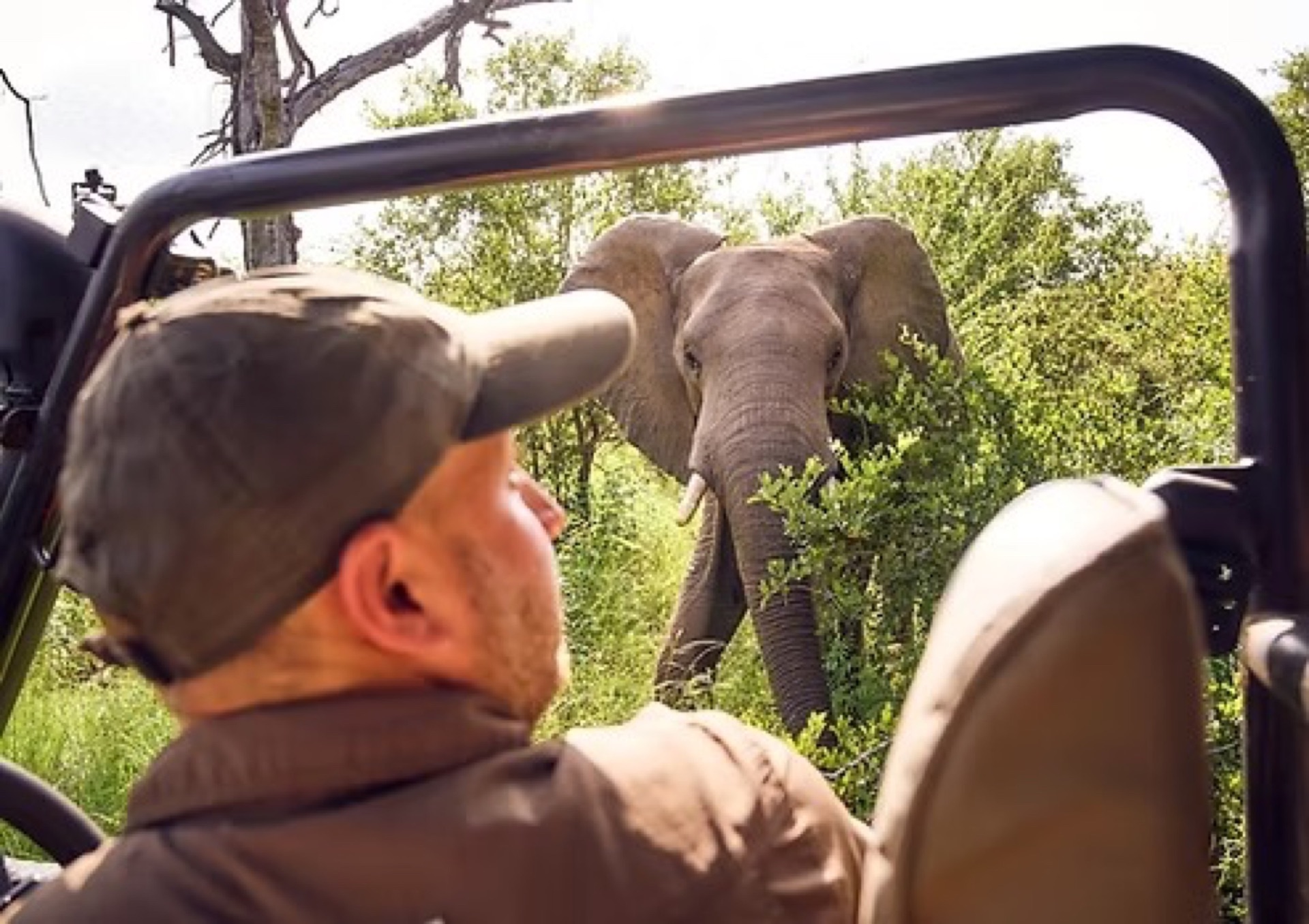Morning and Afternoon Safaris