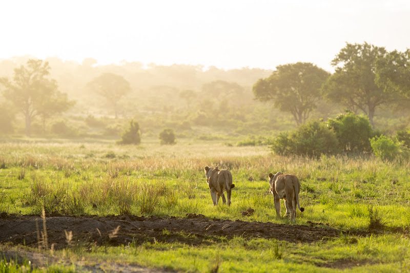 Singita Boulders Lodge gallery