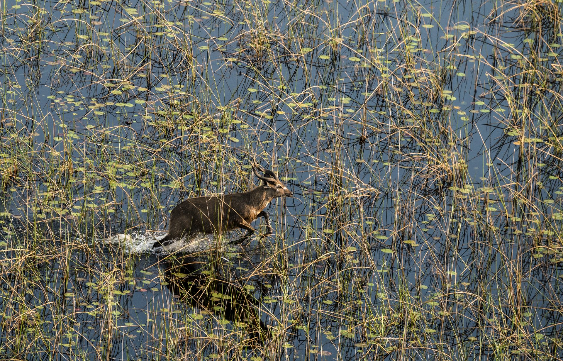 Sitatunga Private Island Suite gallery