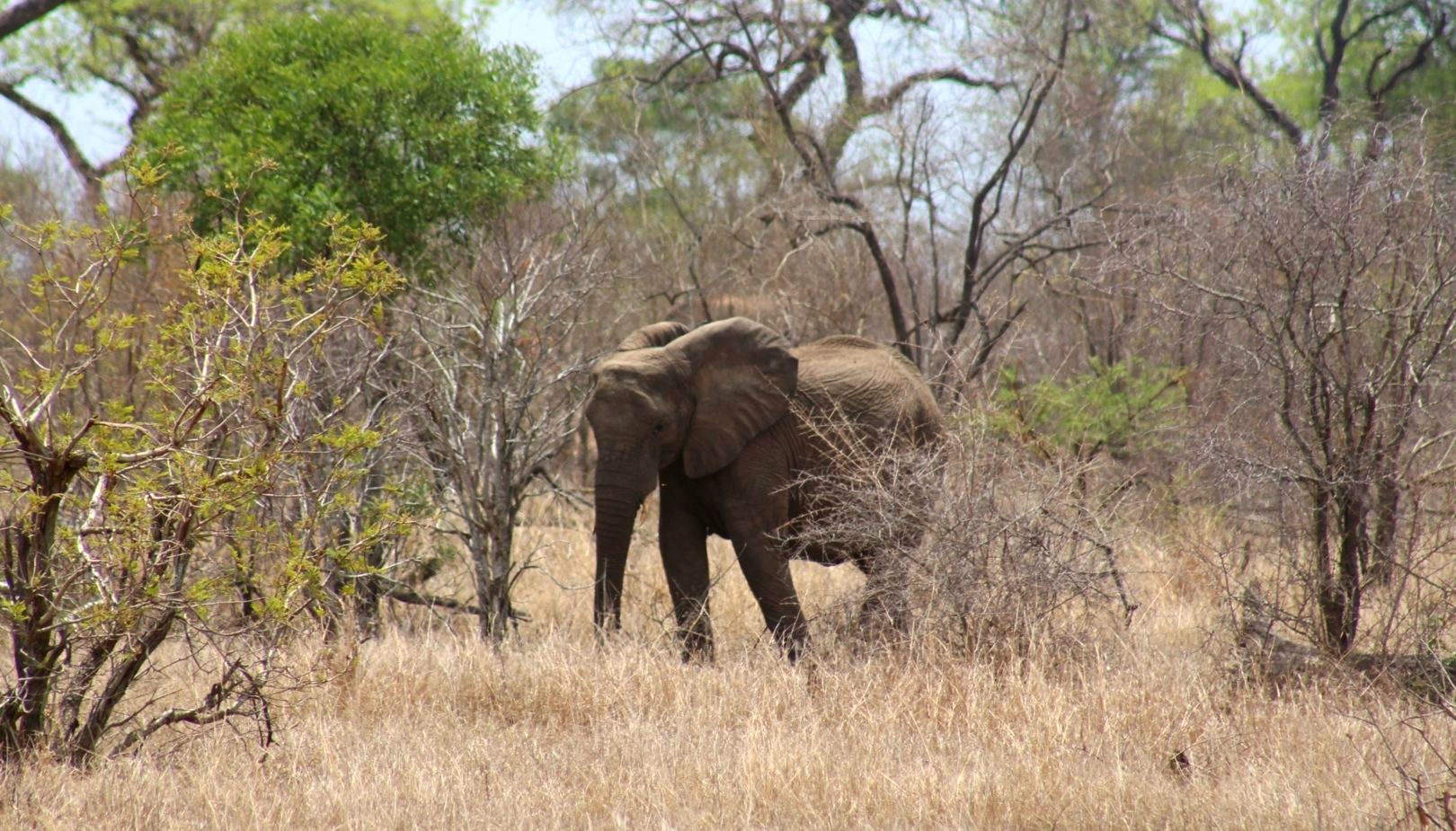 The Orpen Kruger gallery