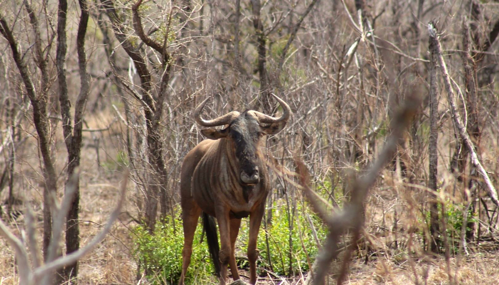 The Orpen Kruger gallery