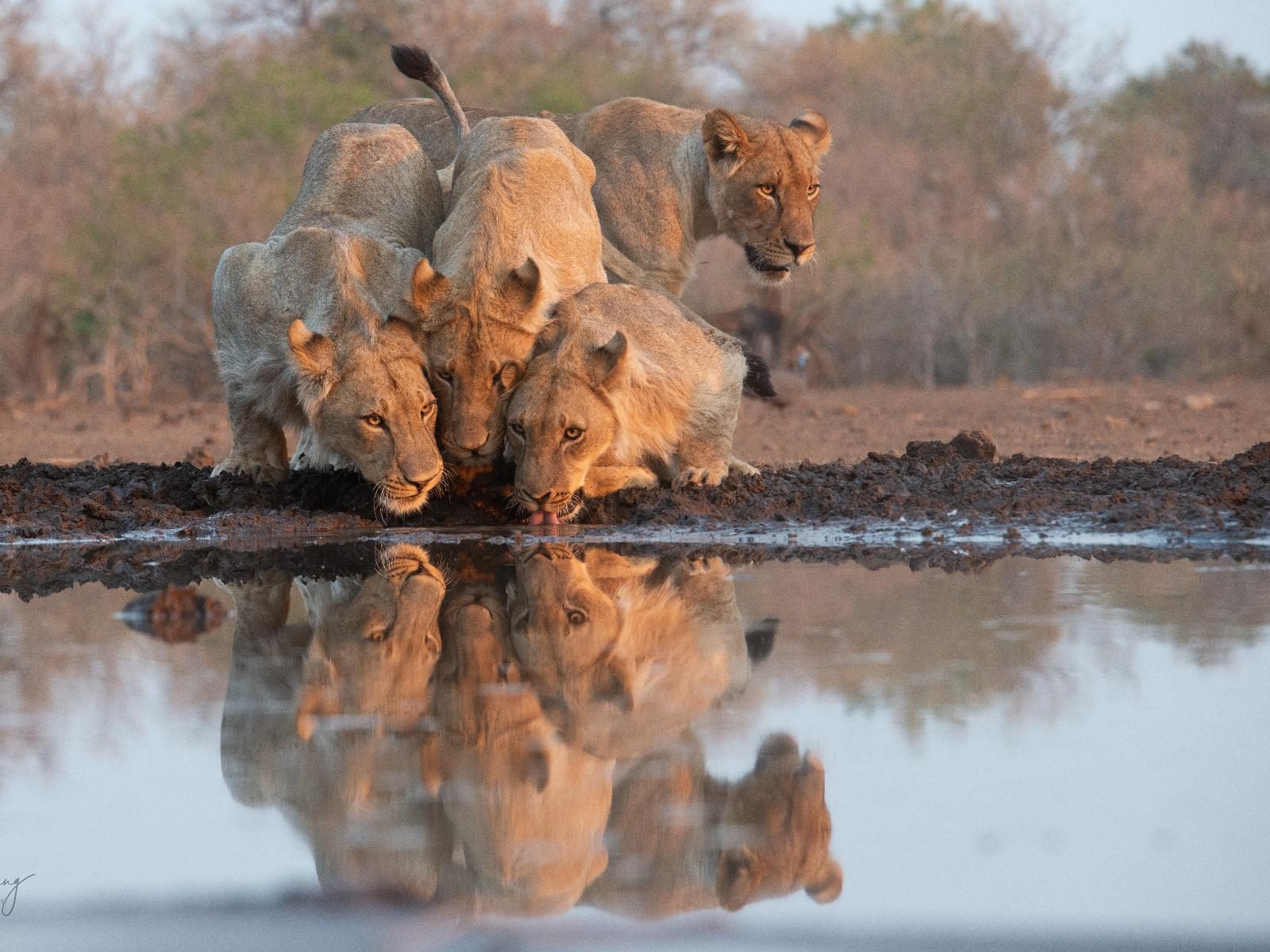 Tuli Safari Lodge Mashatu gallery